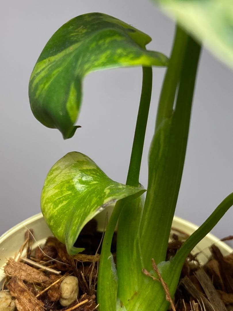 山*本様 ③【超希少‼️】モンステラ　エレクトロライト　斑入り　レア　人気　メル