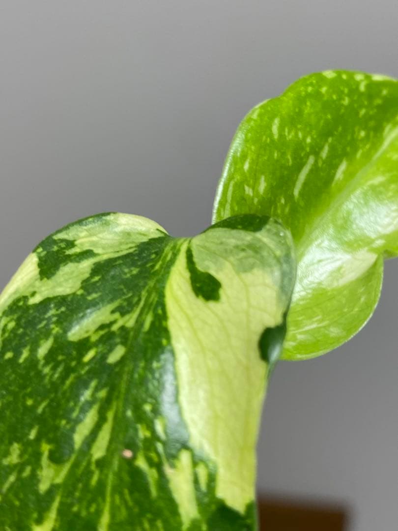 山*本様 ③【超希少‼️】モンステラ　エレクトロライト　斑入り　レア　人気　メル