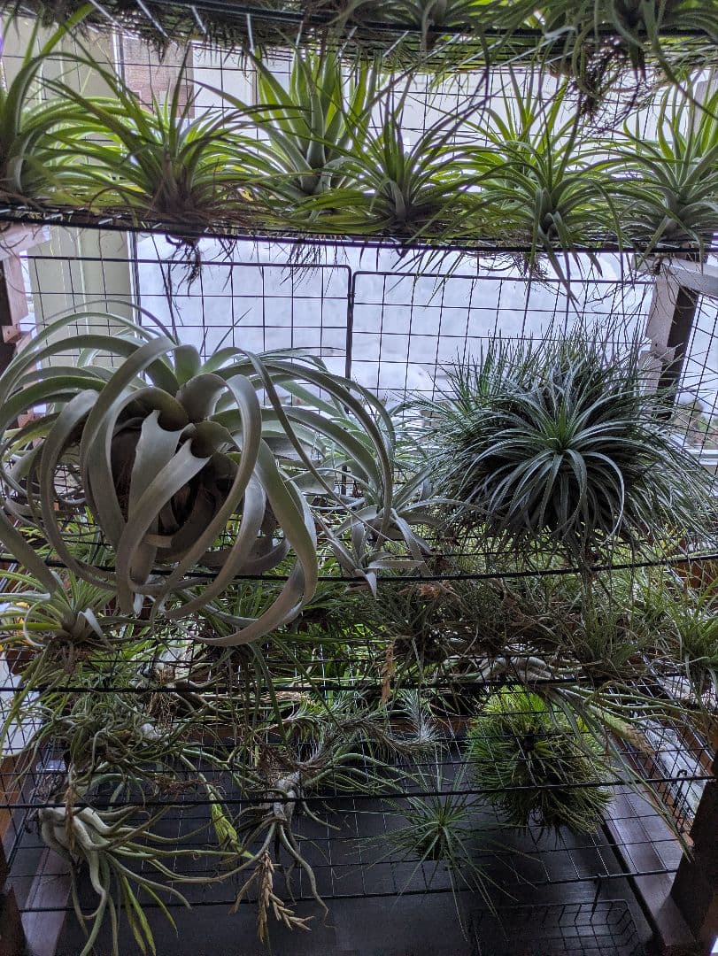 塚*龍様 ティランジア　エアプランツ　【100個〜まとめ売り】