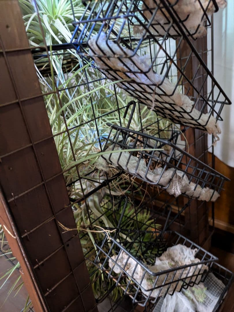 塚*龍様 ティランジア　エアプランツ　【100個〜まとめ売り】