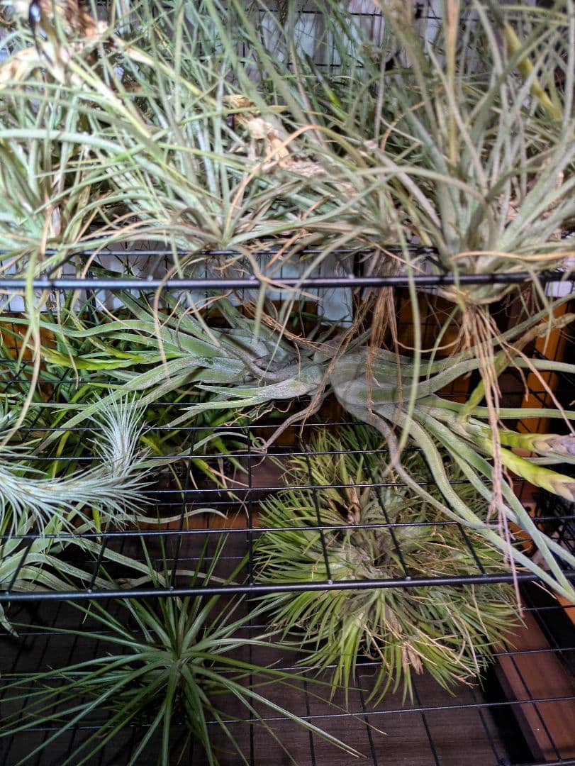 塚*龍様 ティランジア　エアプランツ　【100個〜まとめ売り】