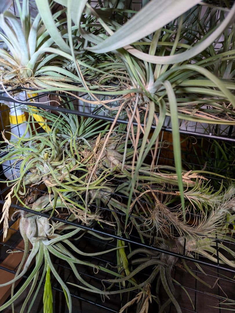 塚*龍様 ティランジア　エアプランツ　【100個〜まとめ売り】