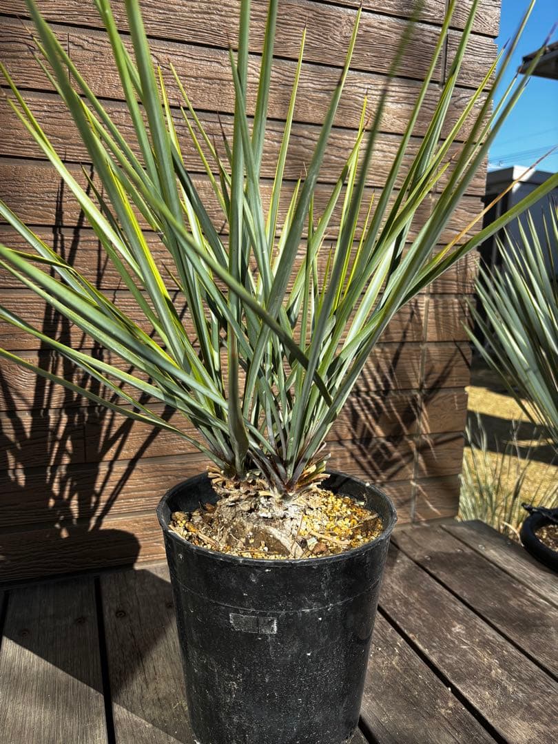 最終　ユッカ　リギダ　トリプルヘッド ロストラータ