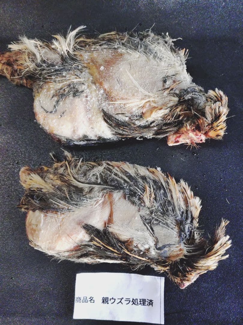 送料無料　冷凍親ウズラ処理済み30羽