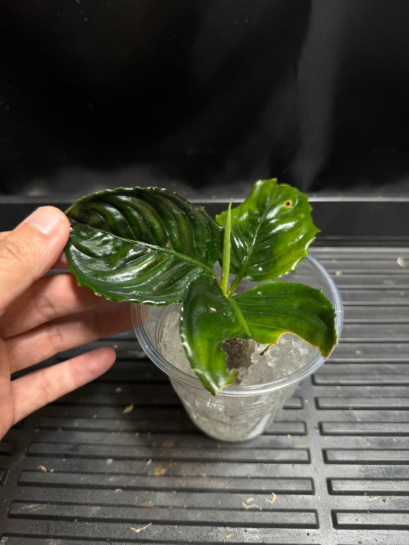 特別企画　新春セール　Aglaonema アグラオネマ　トリカラー　メタリカ　③