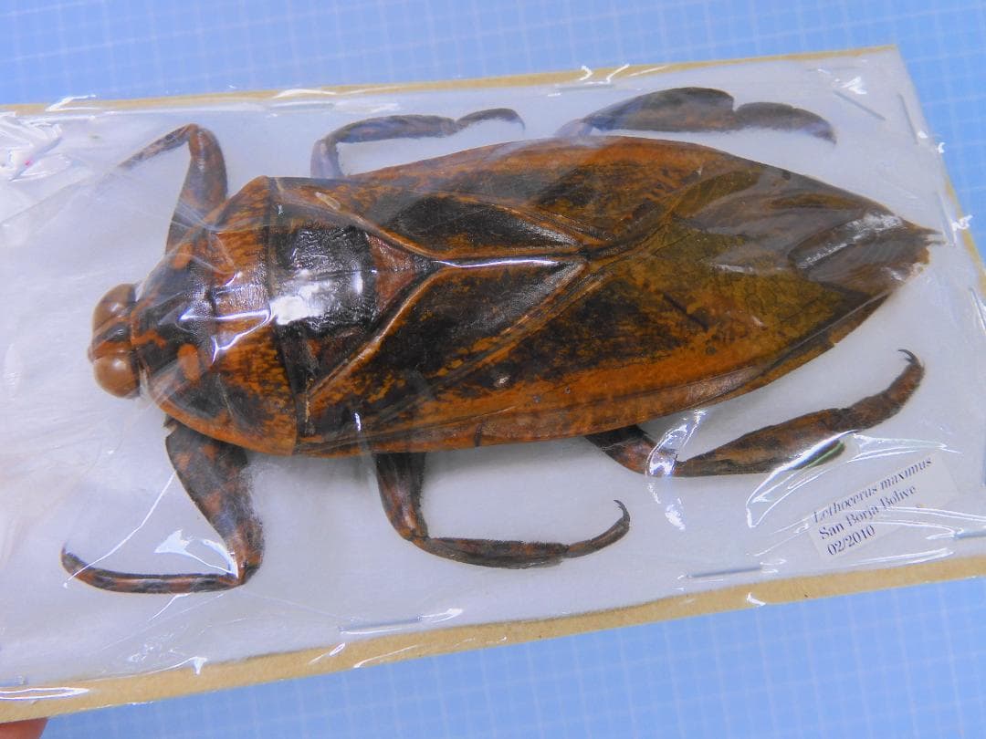 ボリビア産　ナンベイオオタガメ　112mm(管まで)