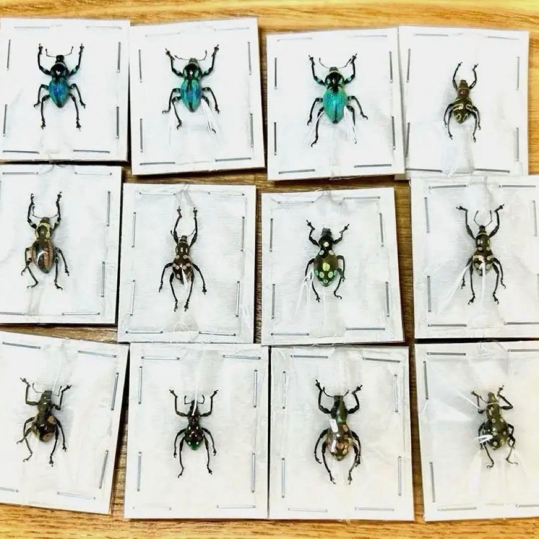 お値下げ終了01113 カタゾウムシ　12頭セットＣ