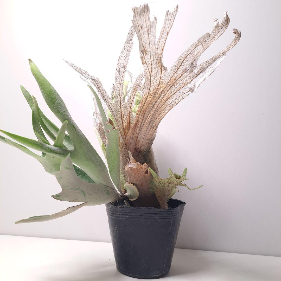 タ*カ様 P.veitchii 大株 ビカクシダ 現品 観葉植物