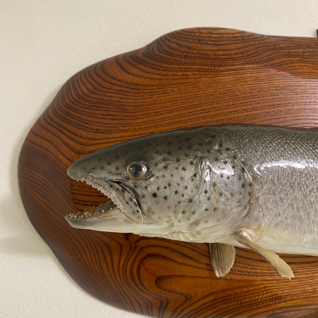 北海道 イトウ 剥製　枠本体 約60cm