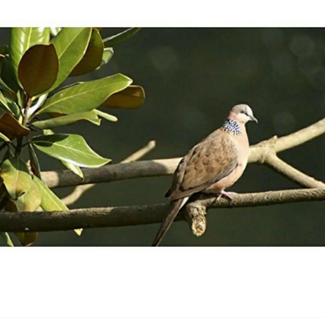 ママさんおすすめSONYミラーレスカメラ用ズームレンズ！袋付き！アダプター付き