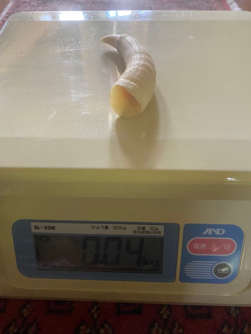 【希少】マッコウクジラの歯(未加工)