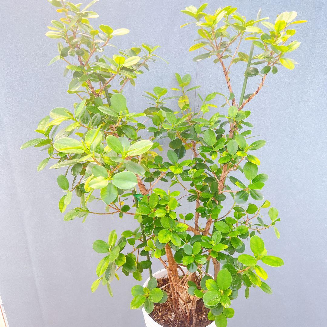 現品　ガジュマル　パンダガジュマル　51番　希少　インテリアグリーン　かわいい