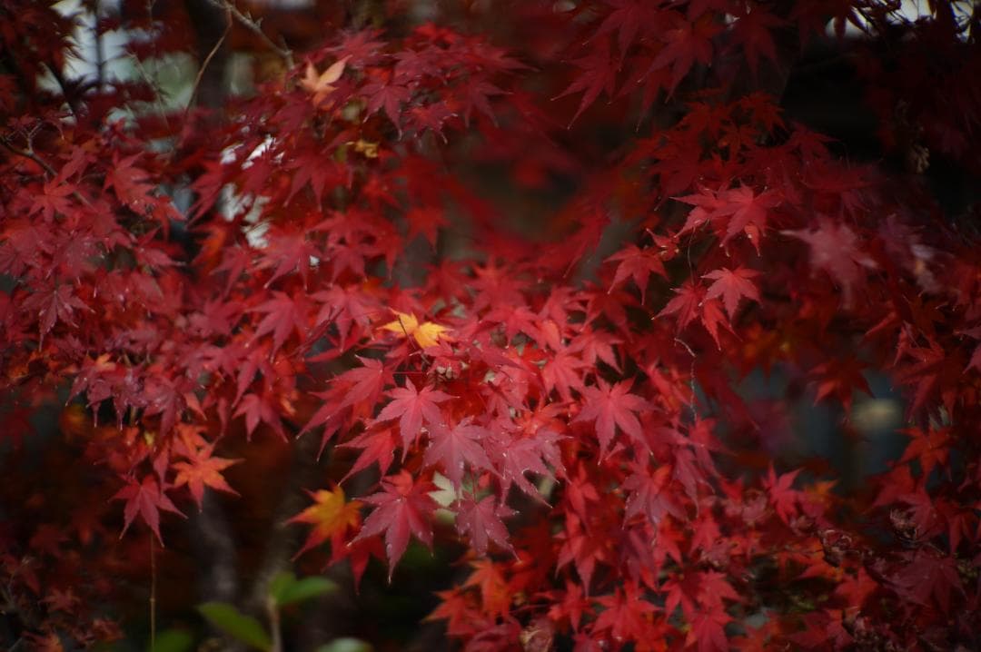 Canon 50mm F1.2 Lマウント