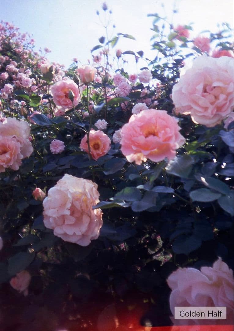 5個セット 激レア 人気 ハローキティ ゴールデンハーフ golden half