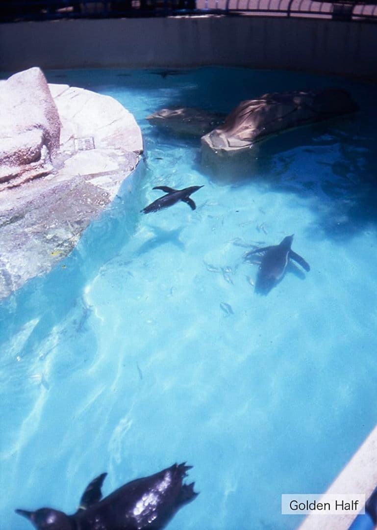 5個セット 激レア 人気 ハローキティ ゴールデンハーフ golden half