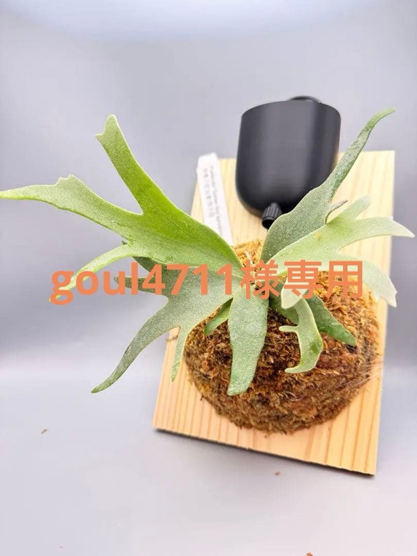 goul4711　ビカクシダGolden Boy sporeドワーフ特選