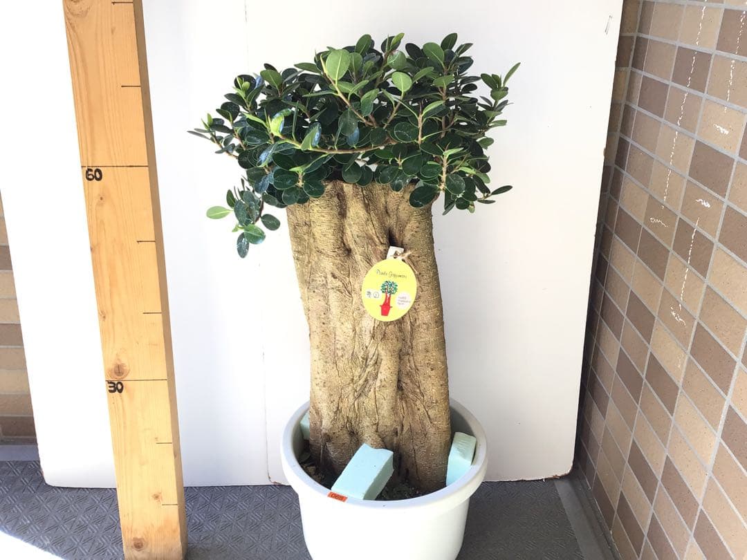 ①特選こだわりの1鉢極太の幹のパンダガジュマル10号鉢