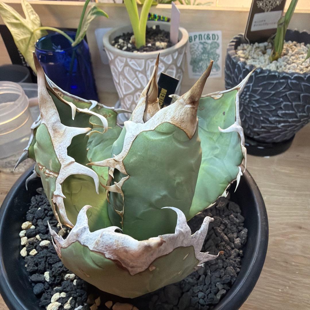 p*n様 アガベ　オアハカ　現地球