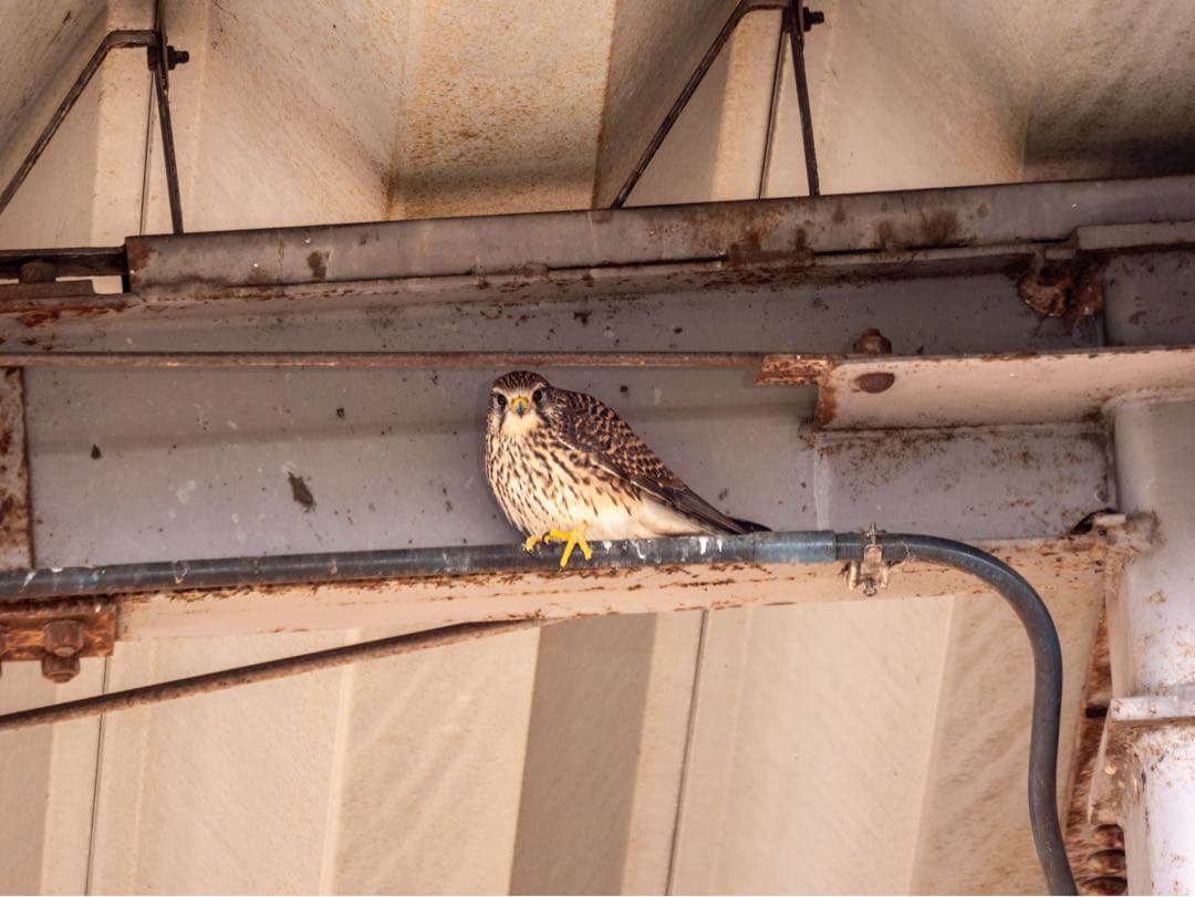 OLYMPUS E-M1X ミラーレスカメラ 本体とバッテリー