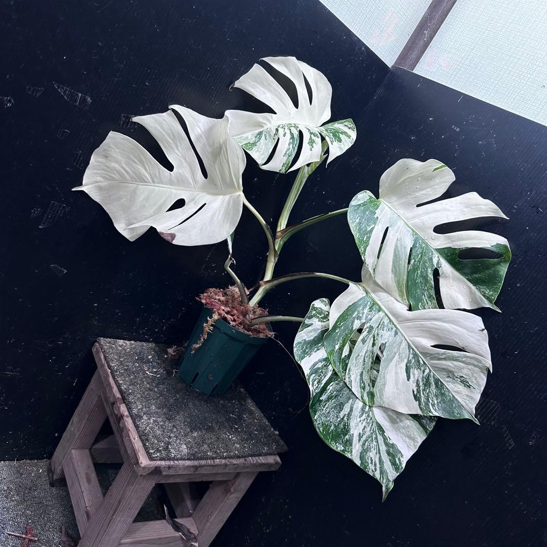 な*け様 斑入りモンステラ ホワイトタイガー極美大株54cm白斑多