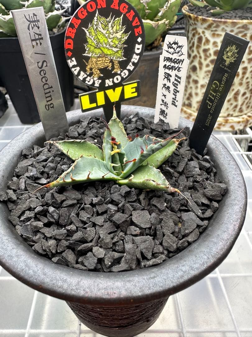 妖炎×武蔵厳龍　アガベ　ハイブリッド