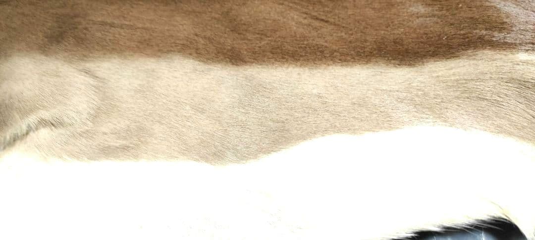 s*5様 本革ファーラグ - アフリカヌーの丸ごと一頭