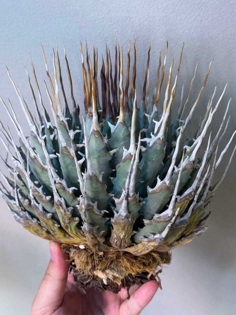 アガベ　ユタエンシス　エボリスピナ　陽炎　大株