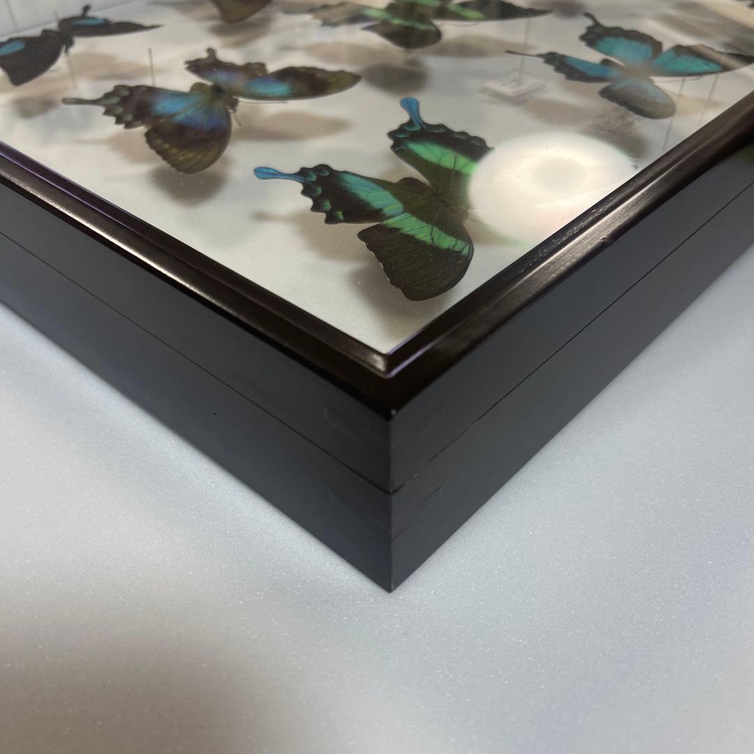 青と黒色のコントラストが美しいアゲハ蝶ドイツ箱入り標本