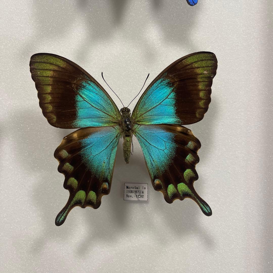 青と黒色のコントラストが美しいアゲハ蝶ドイツ箱入り標本