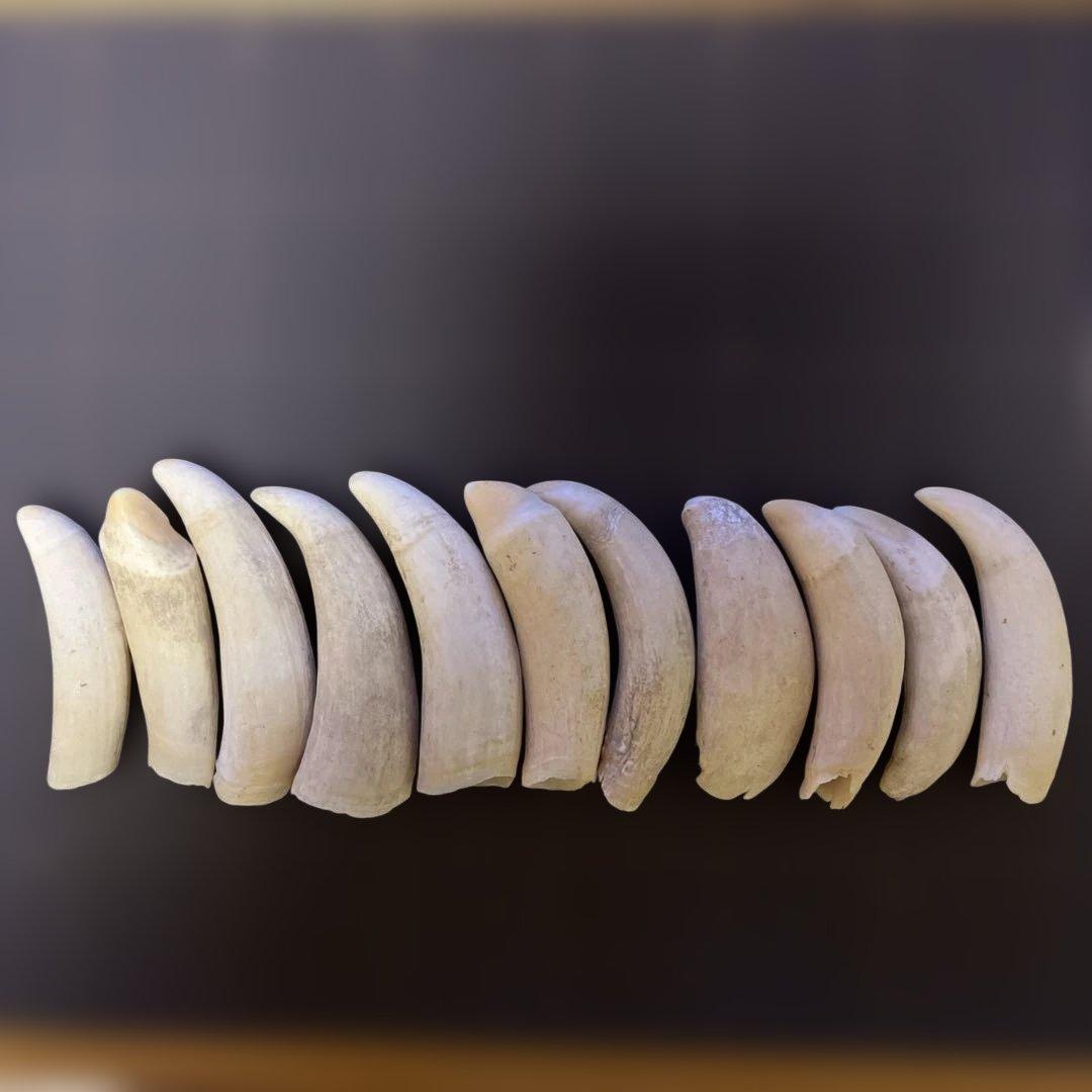 鯨歯　マッコウクジラ