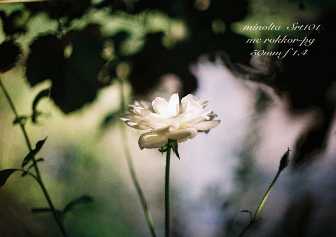 minolta srt101★ロッコールf1.4 ★完動品＊美品＊初期保証付き