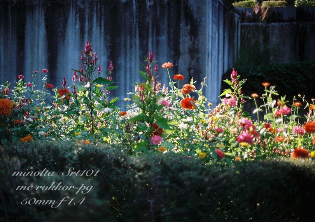 minolta srt101★ロッコールf1.4 ★完動品＊美品＊初期保証付き