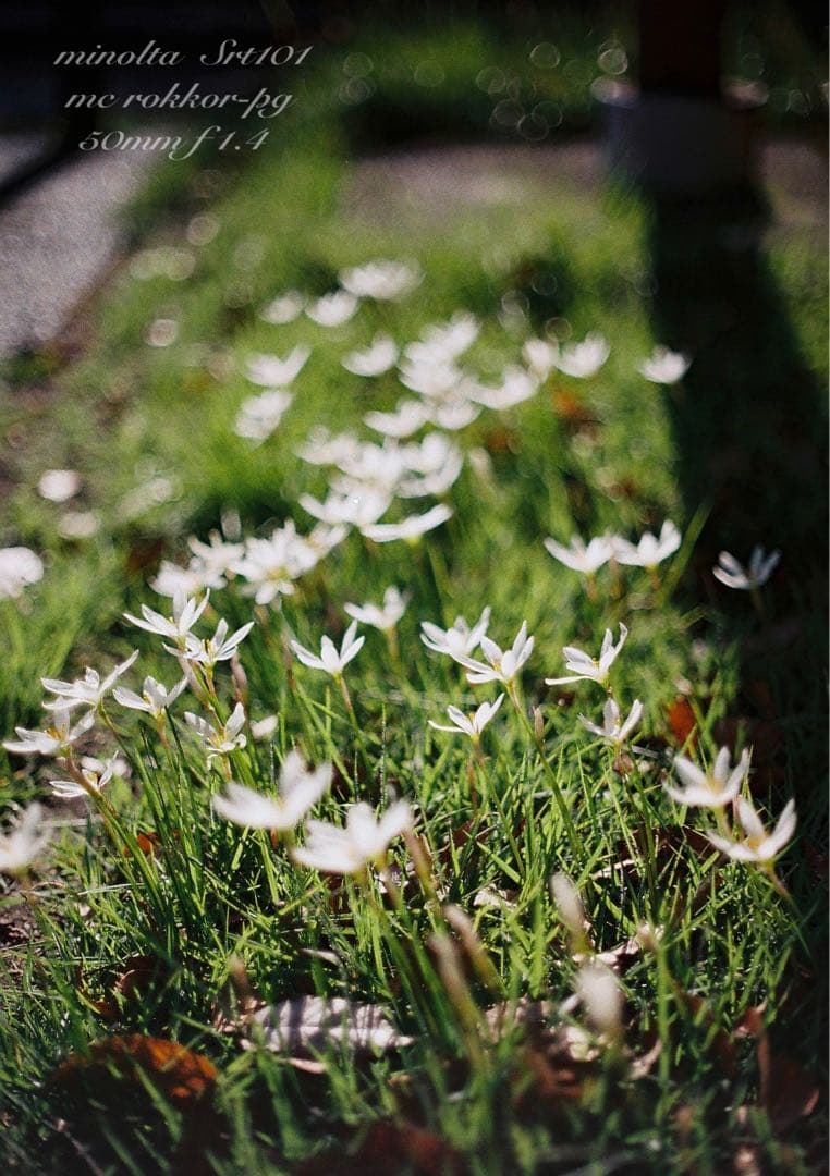 minolta srt101★ロッコールf1.4 ★完動品＊美品＊初期保証付き