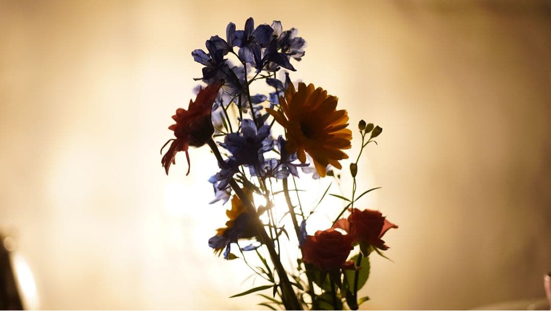 分解清掃 Planar f1.4 50 contax c/y