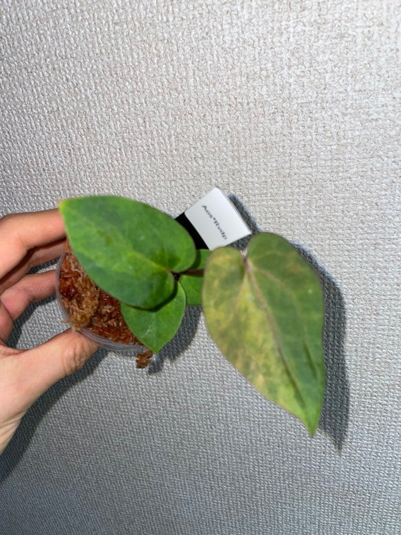 植*沼様 Anthurium AOS✖️RVDP斑入り