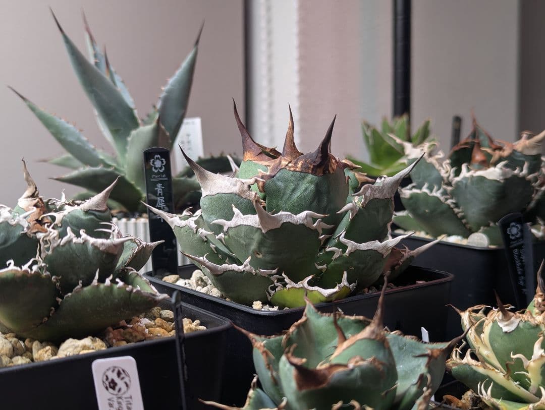 チタノタ「青犀牛」強烈鋸歯 トリコーム・極厚バンド タグ・鉢ごと発送