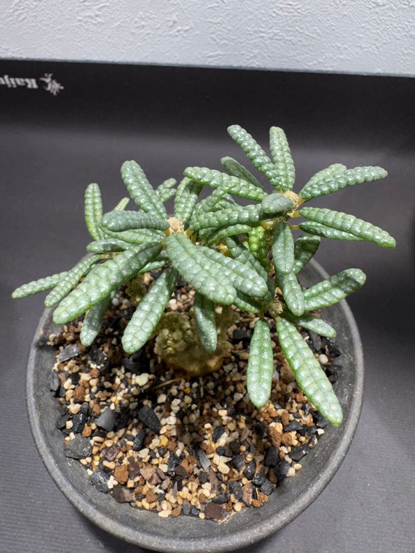 \" Dorstenia gigas f. bullata \" 陶器鉢 挿し木株