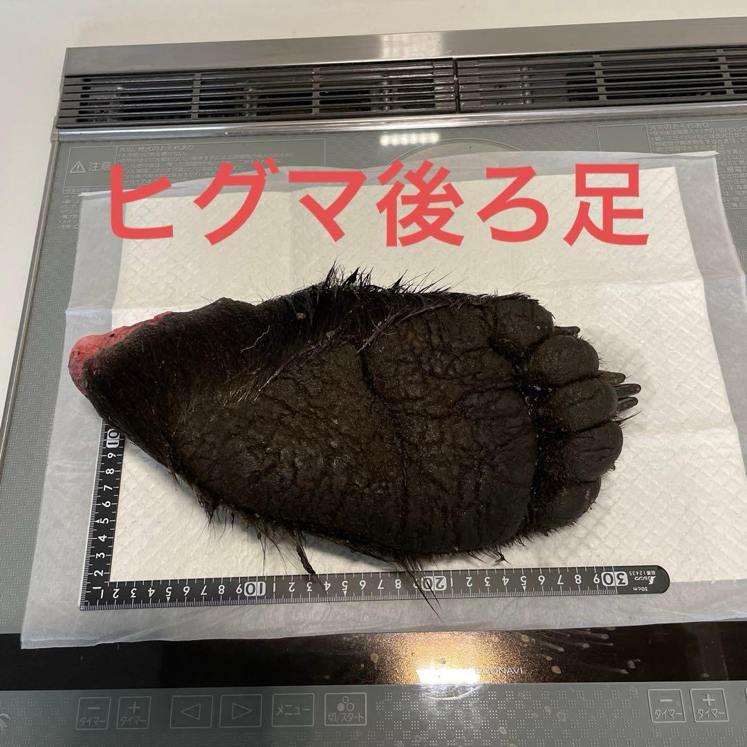ヒグマ後ろ足、オス、幅14cm、長さ32cm冷凍品（クール便発送）