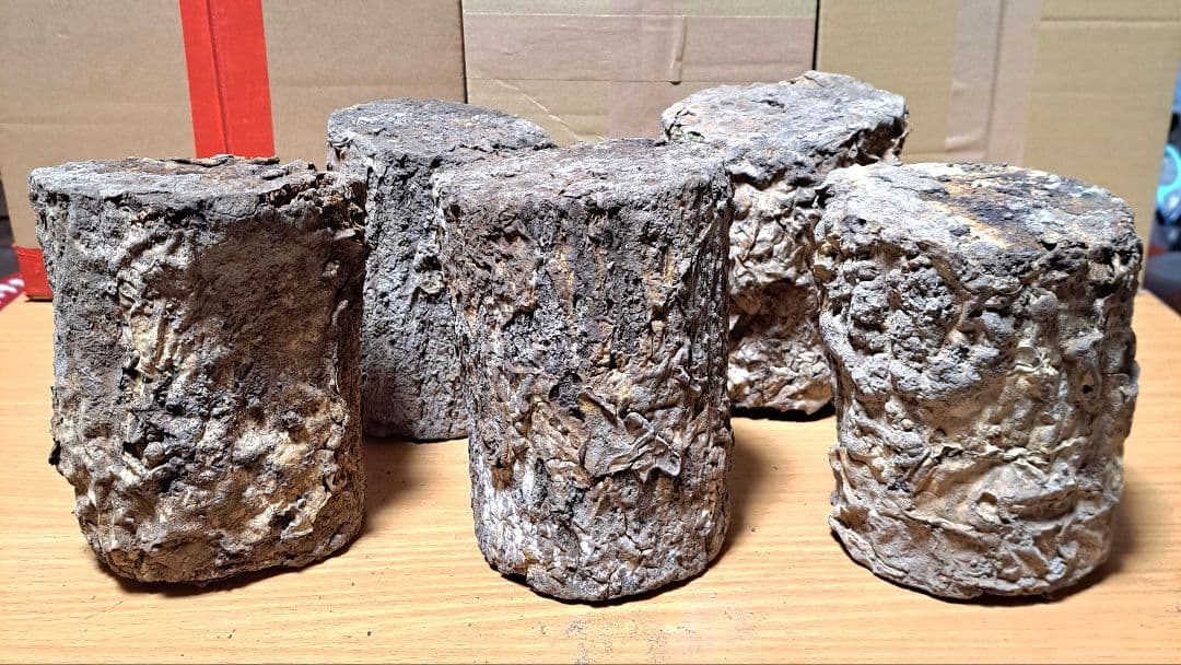 Ｌサイズ × ５本 クヌギ 土埋め レイシ (霊芝) 産卵材 柔らか仕上げ！