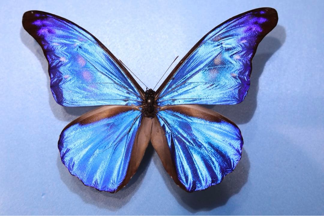 カキカモルフォ！標本！1