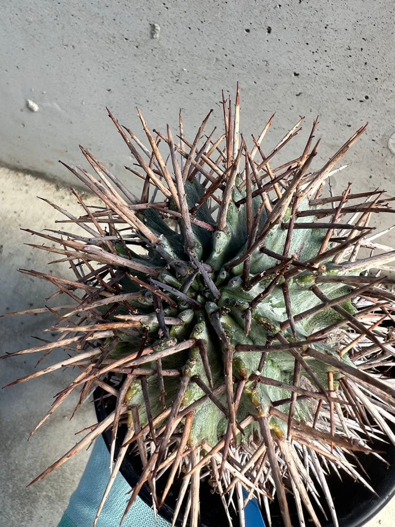 ユーフォルビア　マジョールホリダ