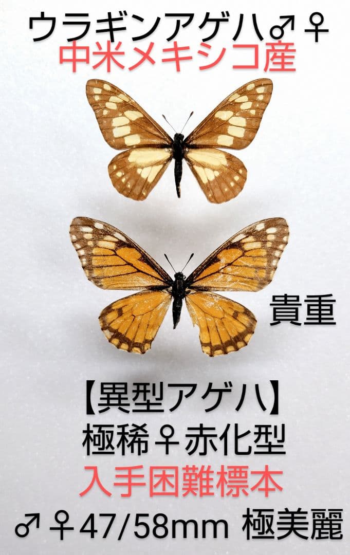【異型アゲハ】ウラギンアゲハ ♂♀標本★中米メキシコ産★ 極稀♀赤化型 美麗貴重