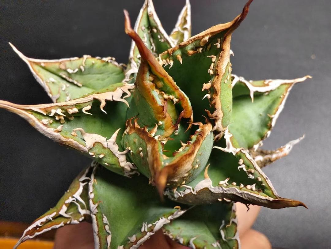 K*e様 アガベ チタノタ 麻花龍 極上強棘 美株 ブツブツ コレクシ Lize