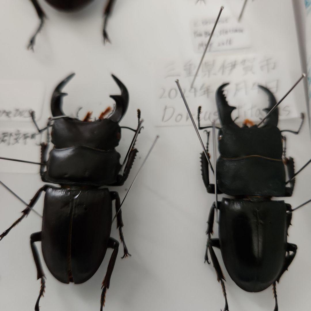 昆虫標本(クワガタ), 8種類