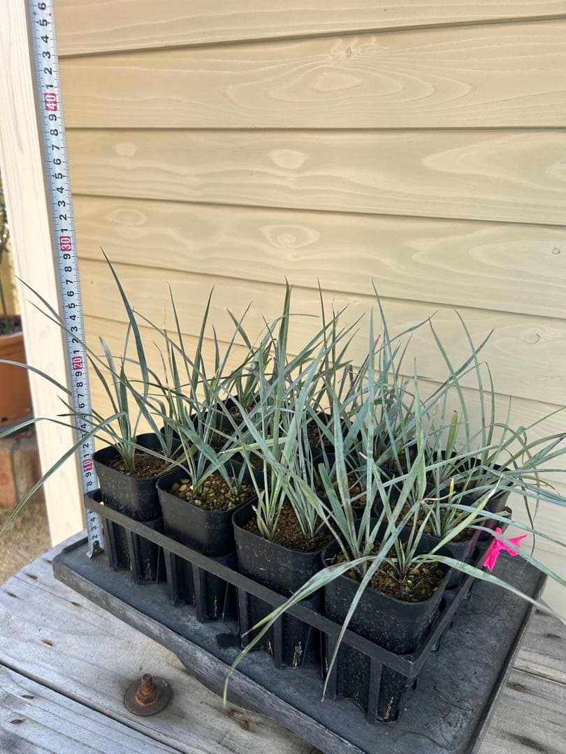 専用出品　耐寒性ユッカ　ロストラータ40株鉢植え発送