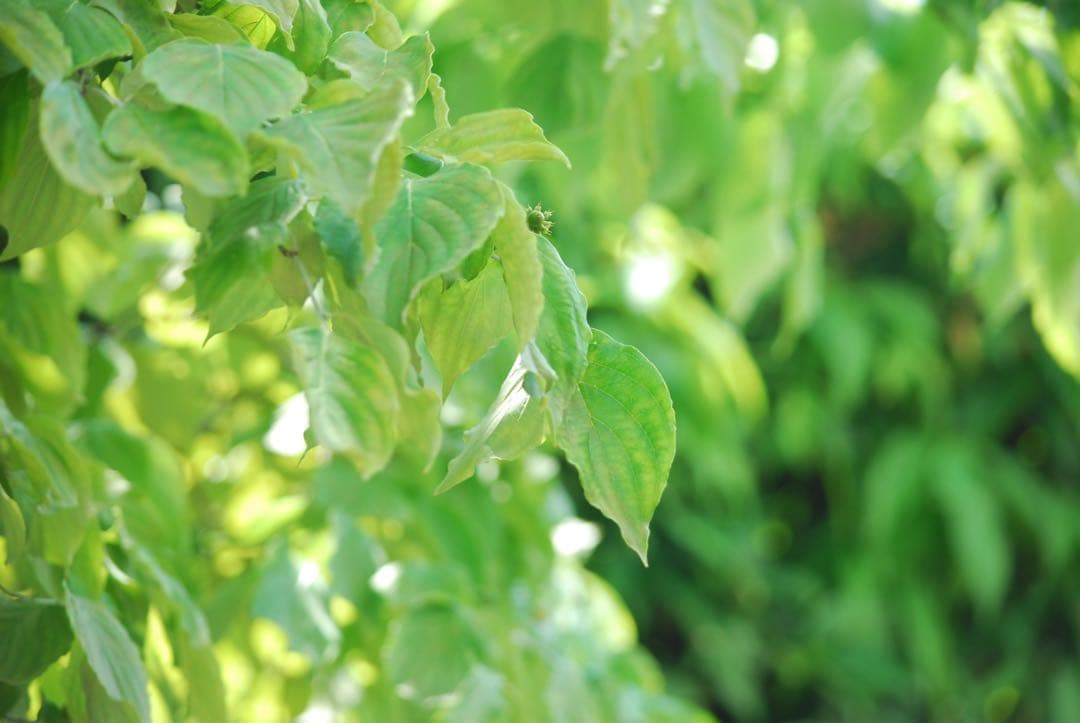 レンズ(ズーム) NIKON AF-S DX 55-300mm f4.5-5.6G ED