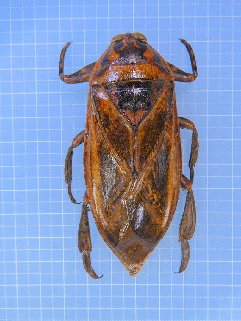 ボリビア産　ナンベイオオタガメ　94mm