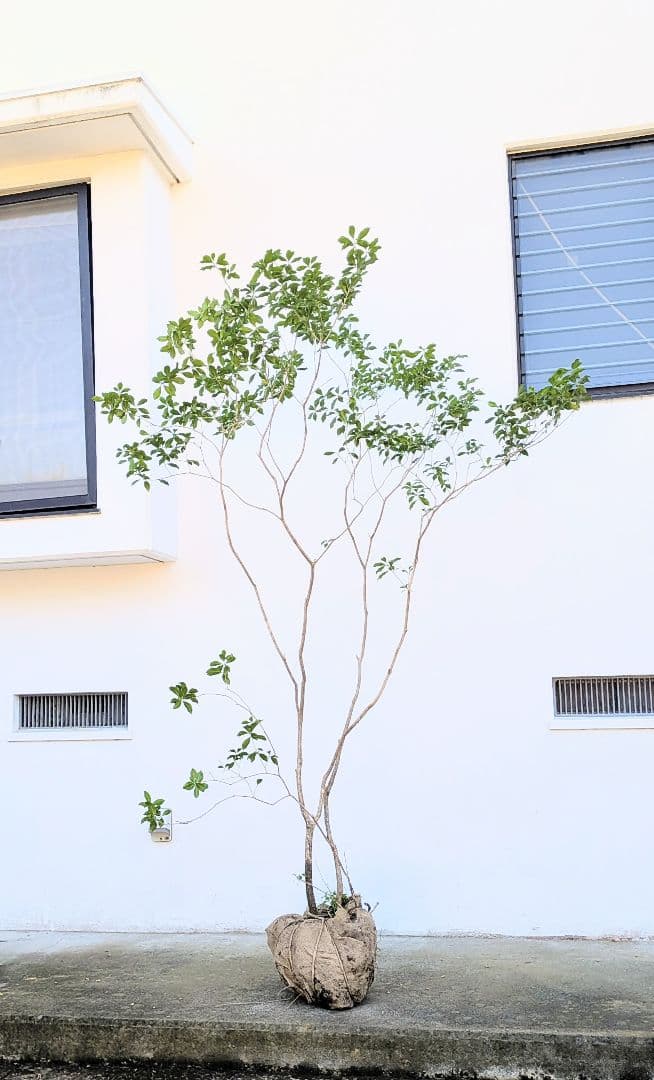 新春特価。山採りアセビ株