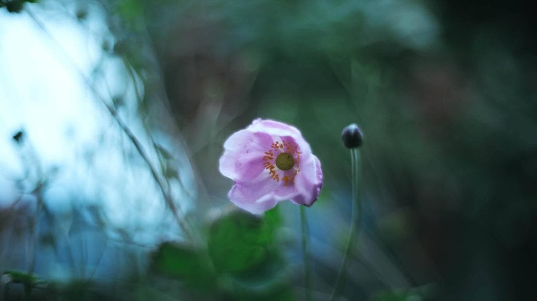 【中古・良品】小西六 HEXANON 52mm f1.4 LMマウント