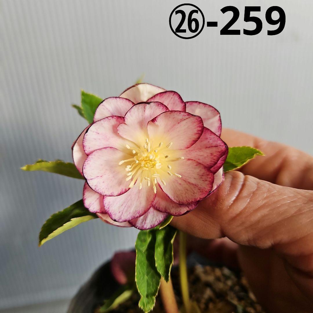 マナティ様ご購入苗㉖-259㉖-312クリスマスローズ